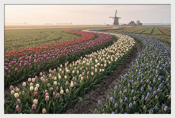 Dutch Bulb Garden With Rivers Of Color