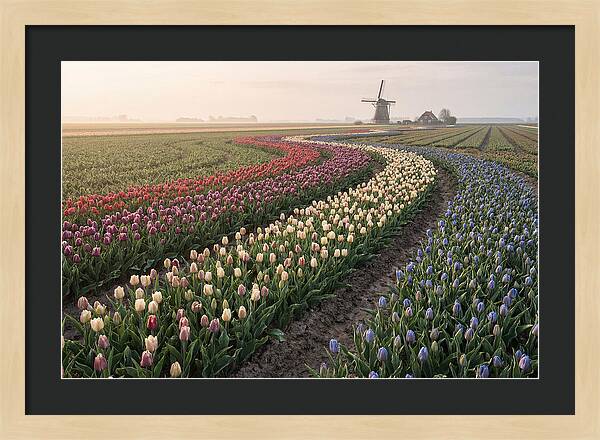 Dutch Bulb Garden With Rivers Of Color