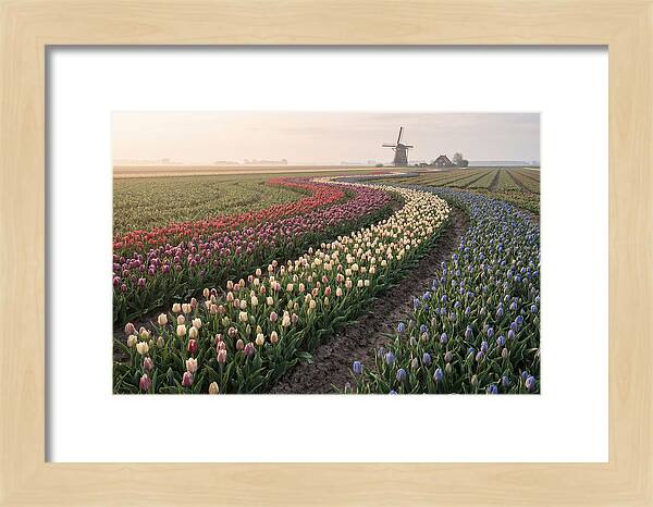 Dutch Bulb Garden With Rivers Of Color