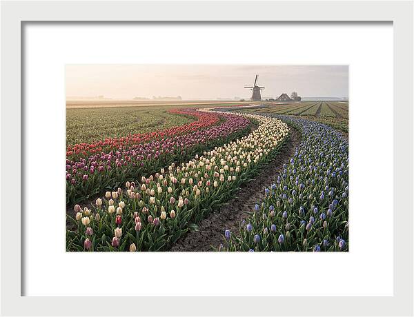 Dutch Bulb Garden With Rivers Of Color