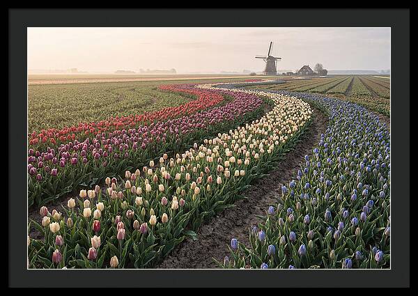 Dutch Bulb Garden With Rivers Of Color