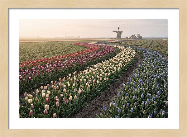 Dutch Bulb Garden With Rivers Of Color