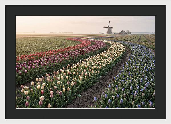 Dutch Bulb Garden With Rivers Of Color