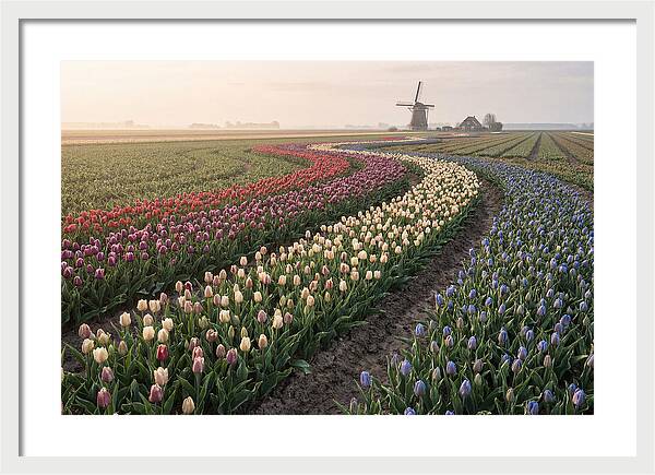 Dutch Bulb Garden With Rivers Of Color
