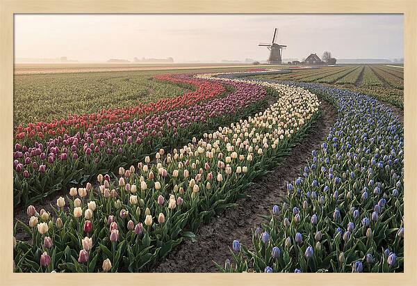 Dutch Bulb Garden With Rivers Of Color