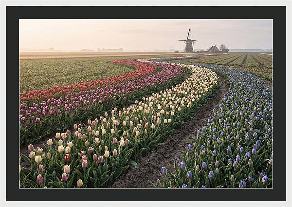 Dutch Bulb Garden With Rivers Of Color
