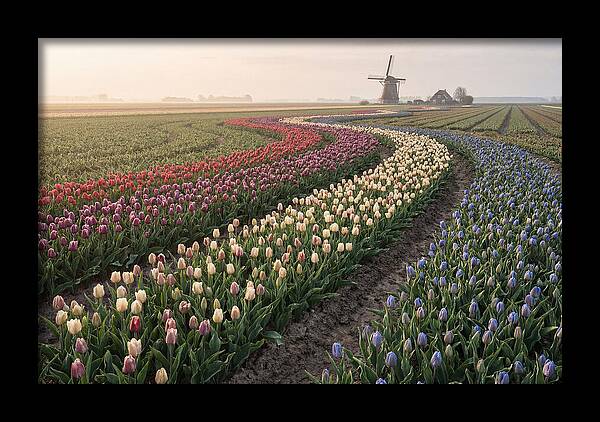 Dutch Bulb Garden With Rivers Of Color