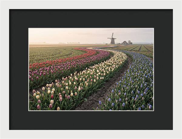 Dutch Bulb Garden With Rivers Of Color