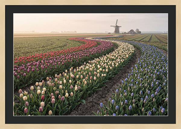 Dutch Bulb Garden With Rivers Of Color