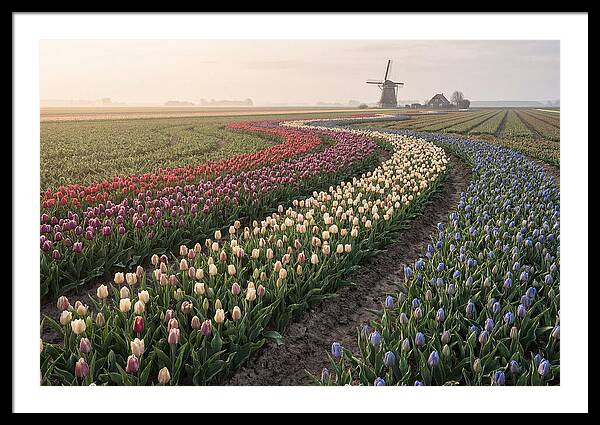 Dutch Bulb Garden With Rivers Of Color