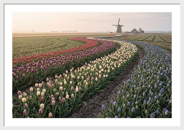 Dutch Bulb Garden With Rivers Of Color