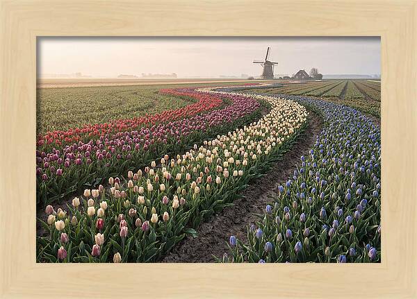 Dutch Bulb Garden With Rivers Of Color