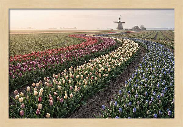 Dutch Bulb Garden With Rivers Of Color
