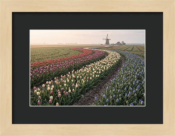 Dutch Bulb Garden With Rivers Of Color