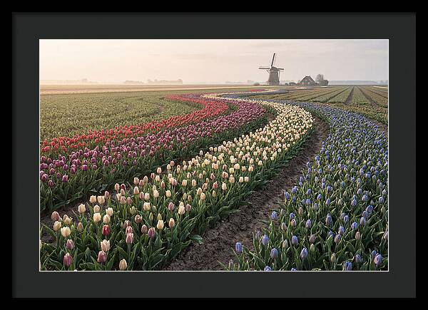 Dutch Bulb Garden With Rivers Of Color