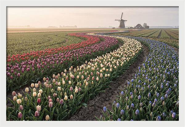 Dutch Bulb Garden With Rivers Of Color