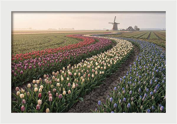 Dutch Bulb Garden With Rivers Of Color