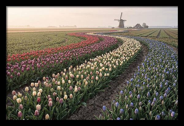 Dutch Bulb Garden With Rivers Of Color