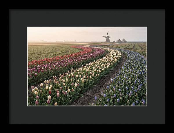 Dutch Bulb Garden With Rivers Of Color
