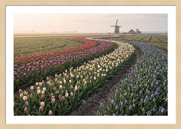 Dutch Bulb Garden With Rivers Of Color