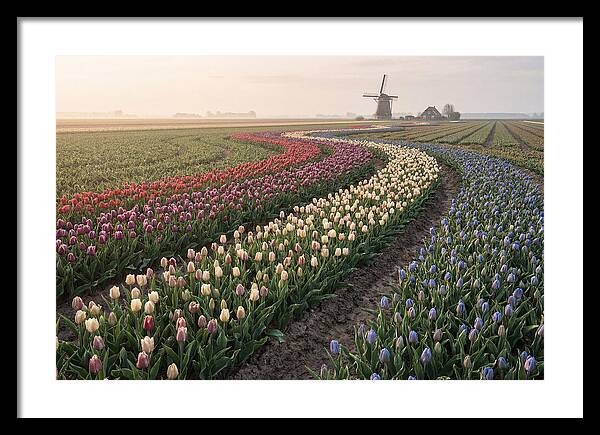 Dutch Bulb Garden With Rivers Of Color
