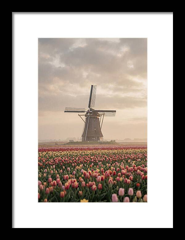 Dutch Windmill Among Tulips