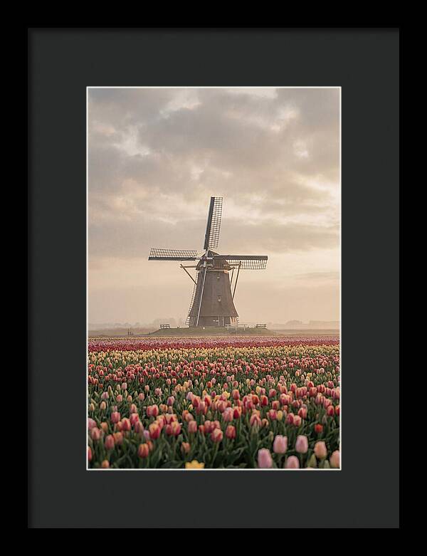 Dutch Windmill Among Tulips