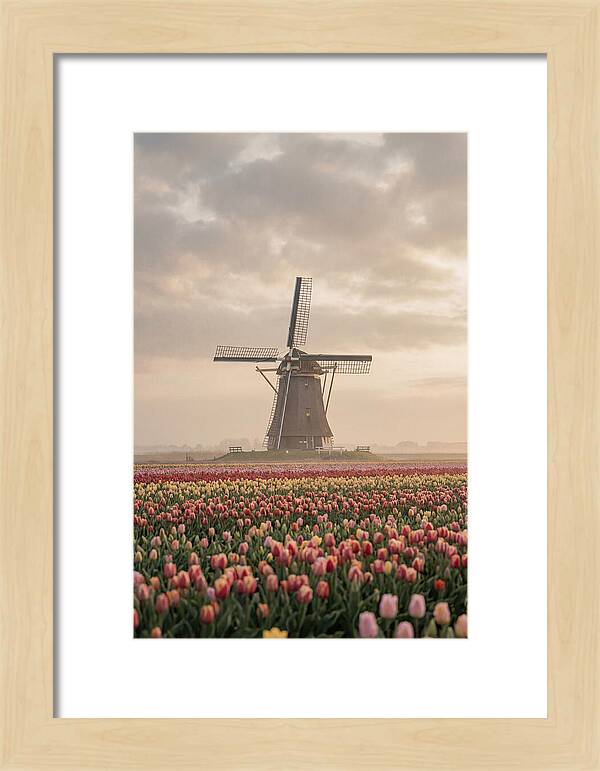 Dutch Windmill Among Tulips