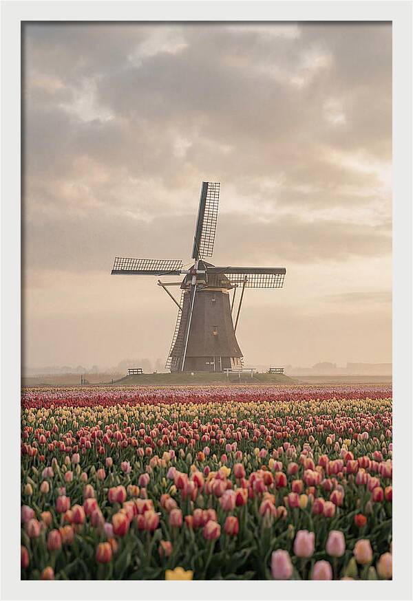 Dutch Windmill Among Tulips