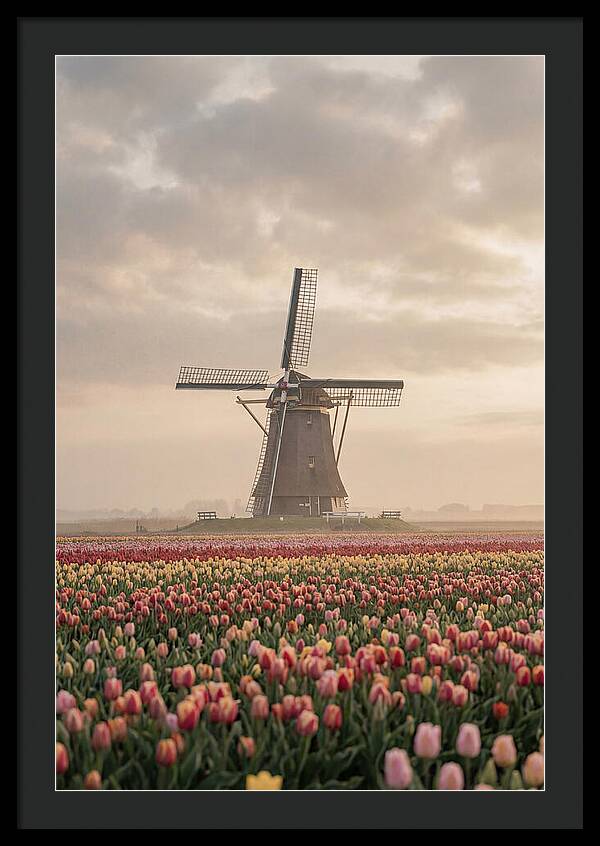 Dutch Windmill Among Tulips