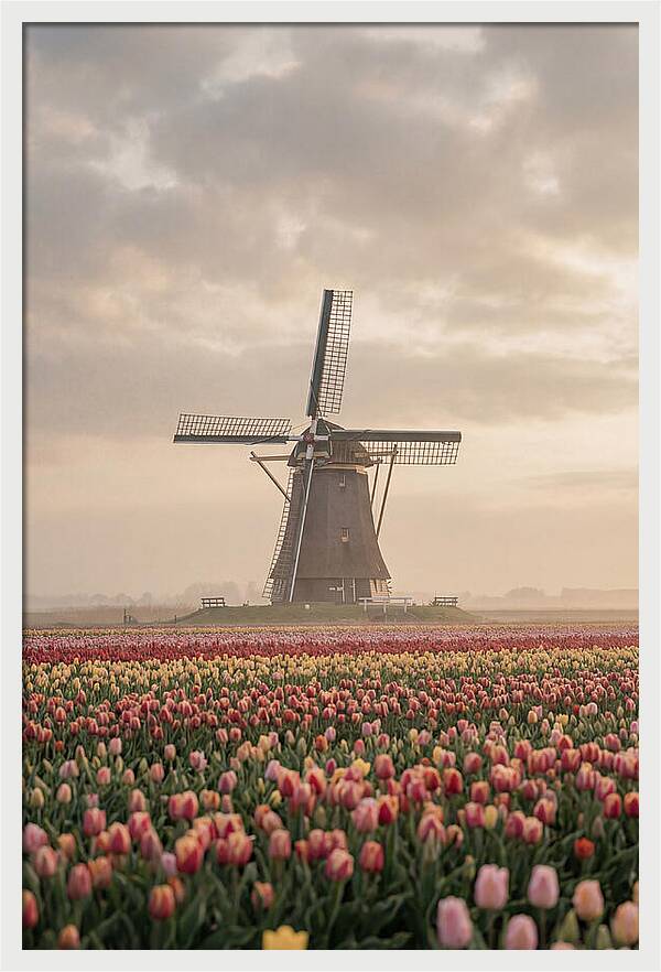 Dutch Windmill Among Tulips