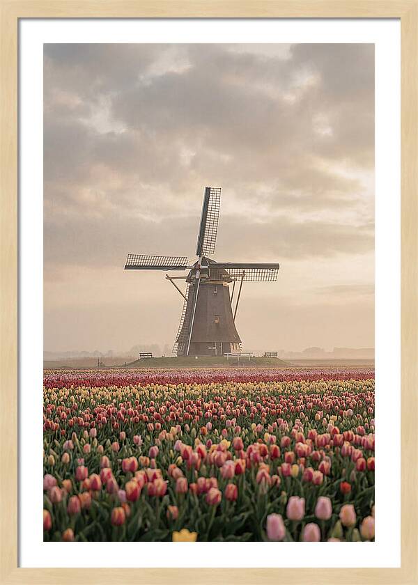 Dutch Windmill Among Tulips