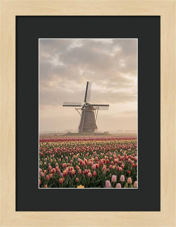 Dutch Windmill Among Tulips