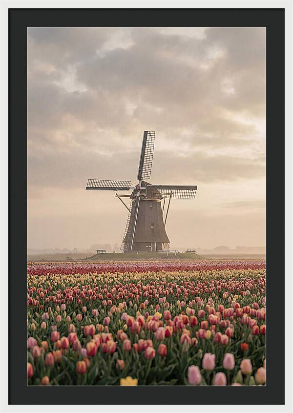 Dutch Windmill Among Tulips