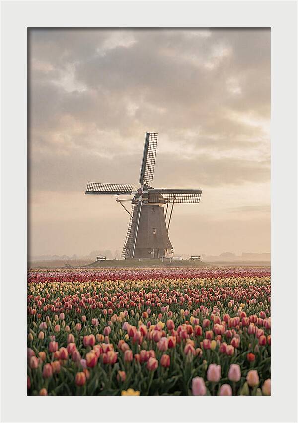 Dutch Windmill Among Tulips