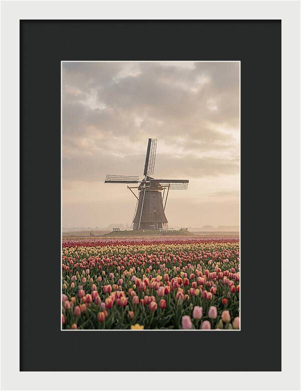 Dutch Windmill Among Tulips