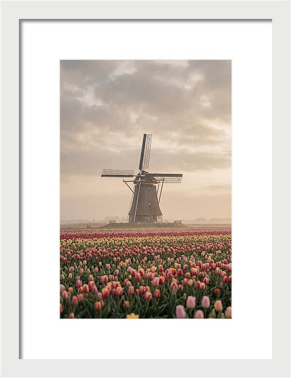 Dutch Windmill Among Tulips
