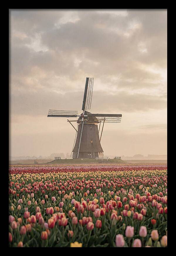 Dutch Windmill Among Tulips