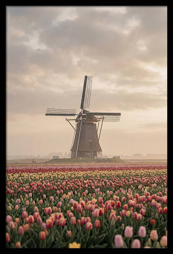 Dutch Windmill Among Tulips