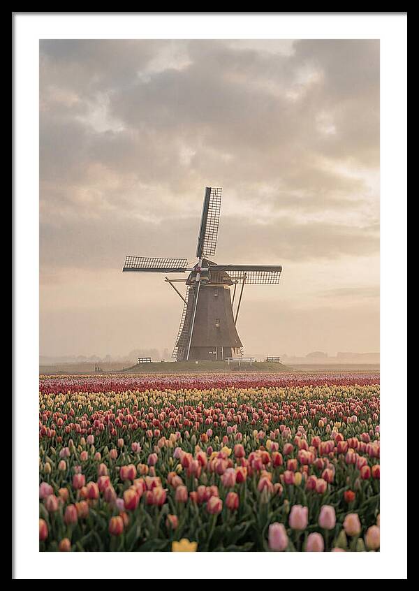 Dutch Windmill Among Tulips