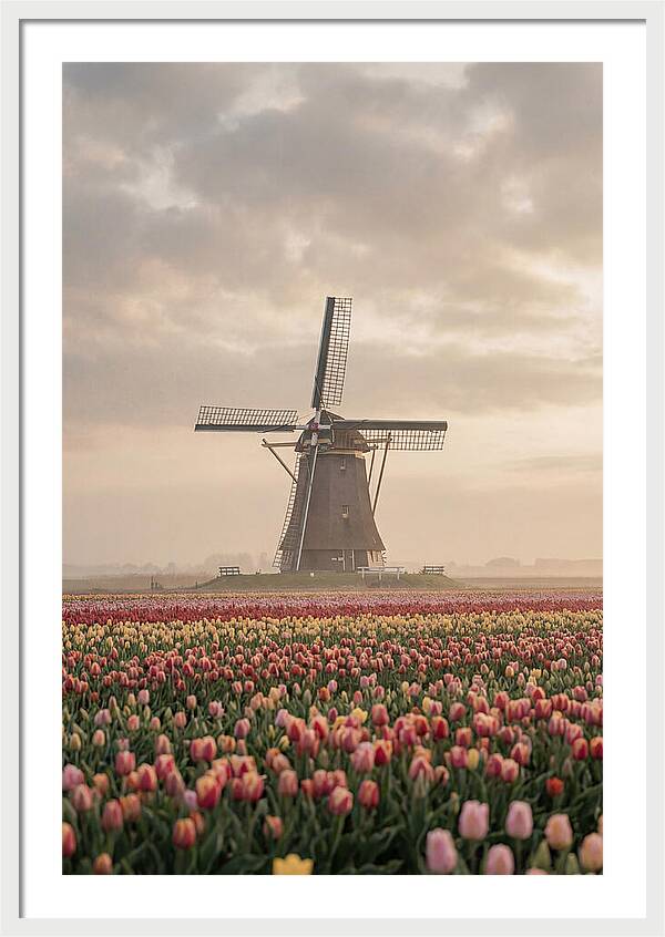 Dutch Windmill Among Tulips