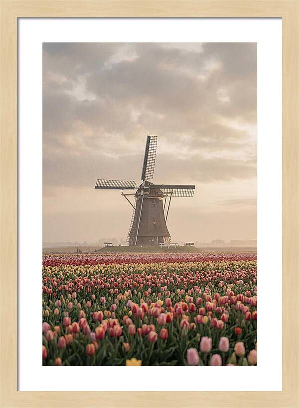 Dutch Windmill Among Tulips