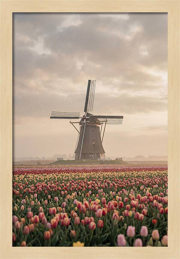 Dutch Windmill Among Tulips