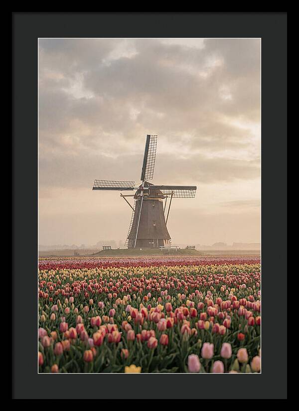 Dutch Windmill Among Tulips