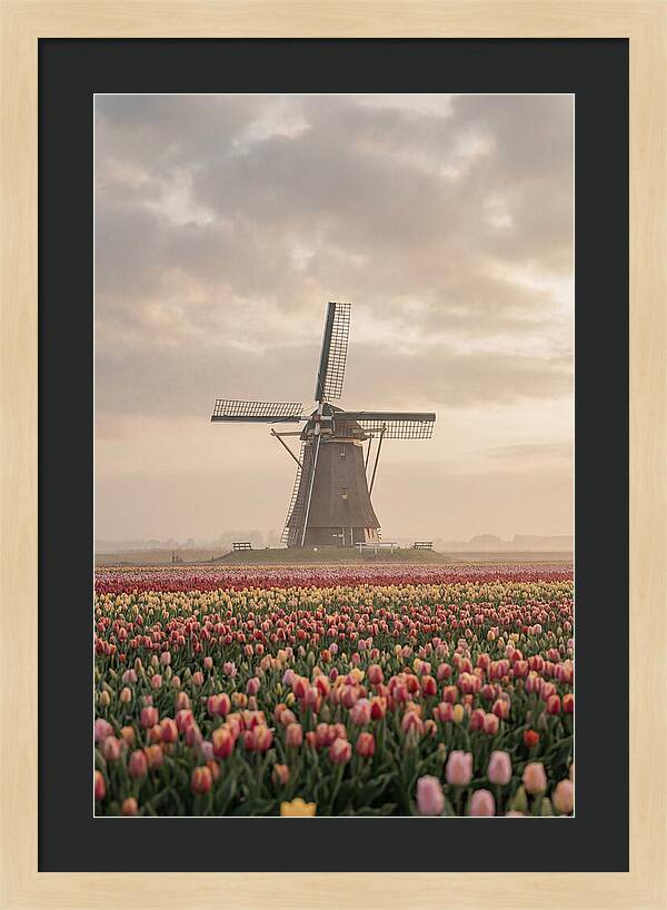 Dutch Windmill Among Tulips