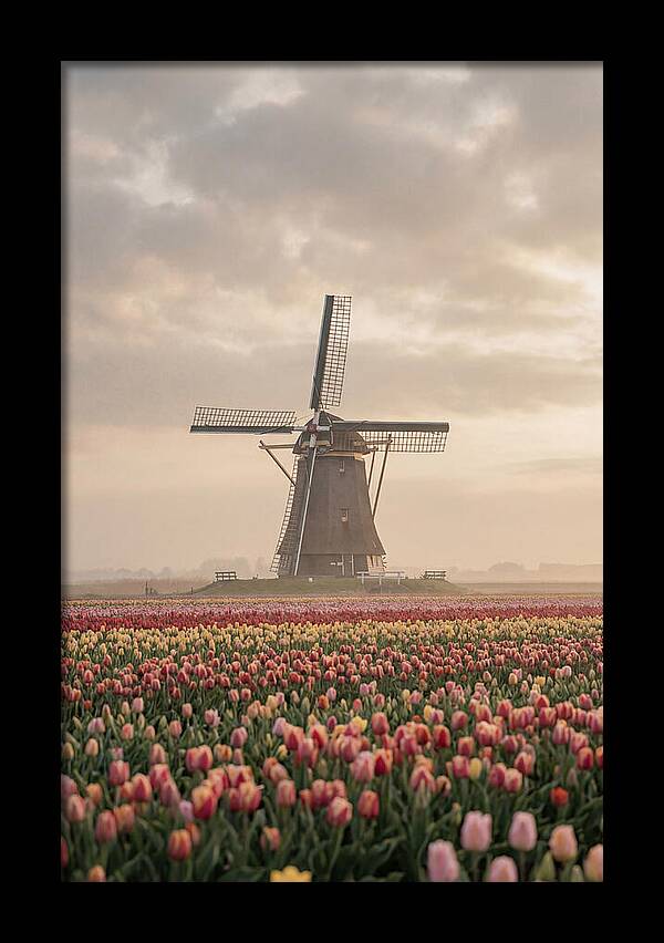 Dutch Windmill Among Tulips