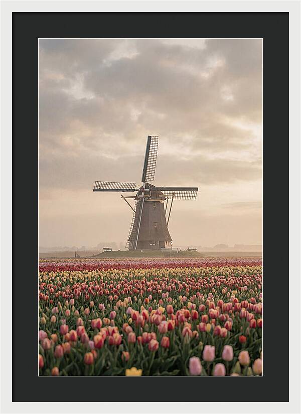 Dutch Windmill Among Tulips