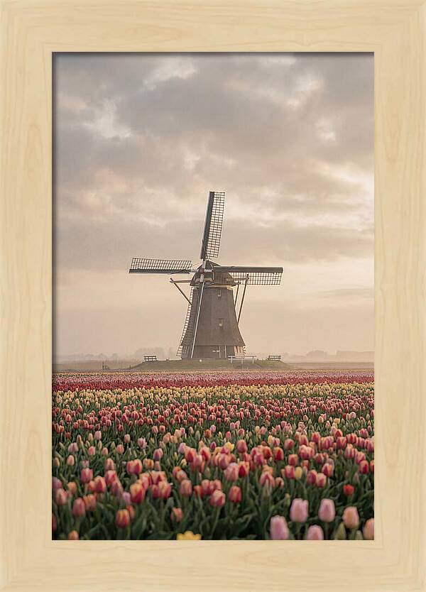 Dutch Windmill Among Tulips