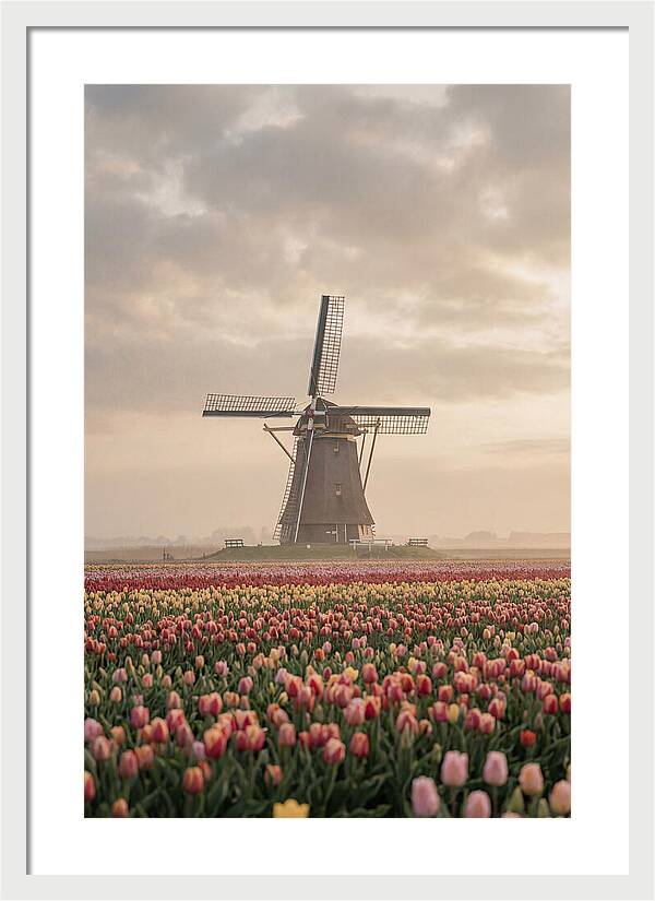 Dutch Windmill Among Tulips