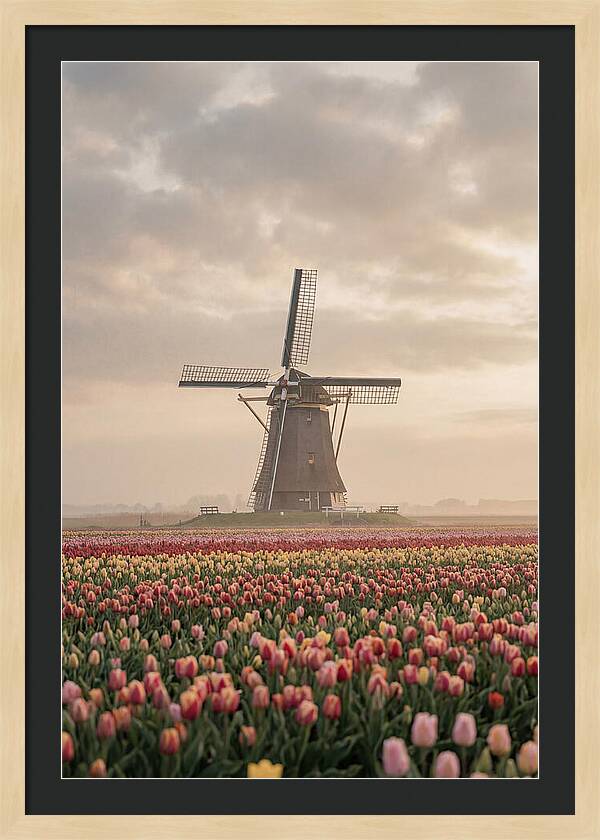 Dutch Windmill Among Tulips